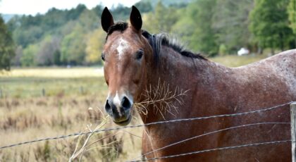 A tranquil image of a horse in the peaceful countryside of Knoxville, TN.
