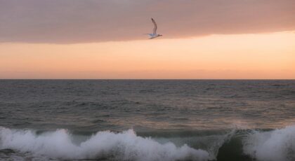 A tranquil scene of a seagull soaring over ocean waves during sunset in Puerto Escondido, Mexico.