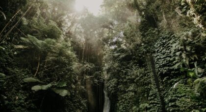 Discover the serene beauty of a Bali rainforest waterfall, surrounded by lush greenery.