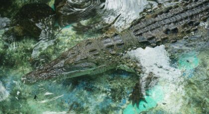 Alligator swimming in clear water showcasing its scaly texture and natural camouflage.
