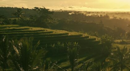 Scenic view of Bali rice terraces bathed in golden sunrise light.