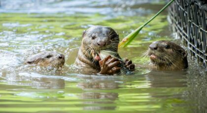 Three otters enjoy feeding on fish in a water habitat at the Singapore Zoo.