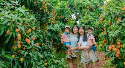 Happy family with children exploring a lush lychee orchard, surrounded by green foliage and ripe lychee fruits.