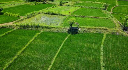 Lush green rice fields in Bali viewed from above, showcasing agricultural beauty.
